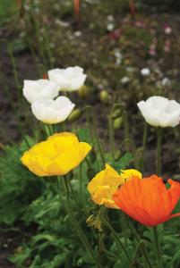 Poppy, Windsong Packet