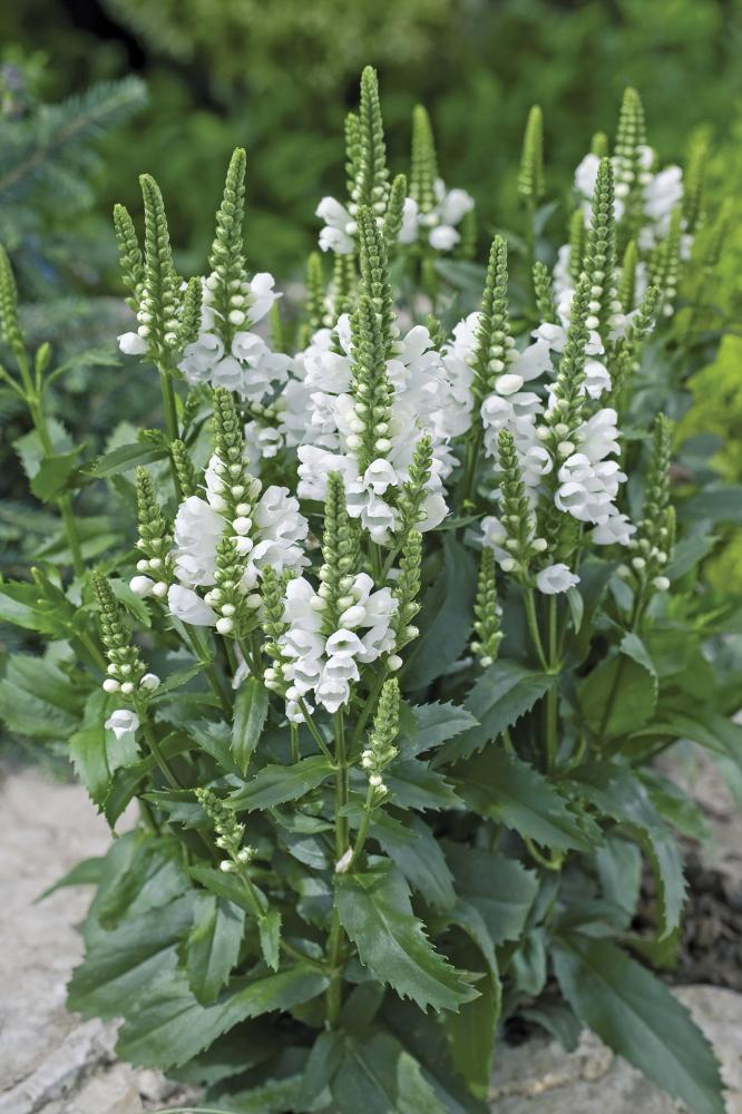Physostegia, Crystal Peak White Packet