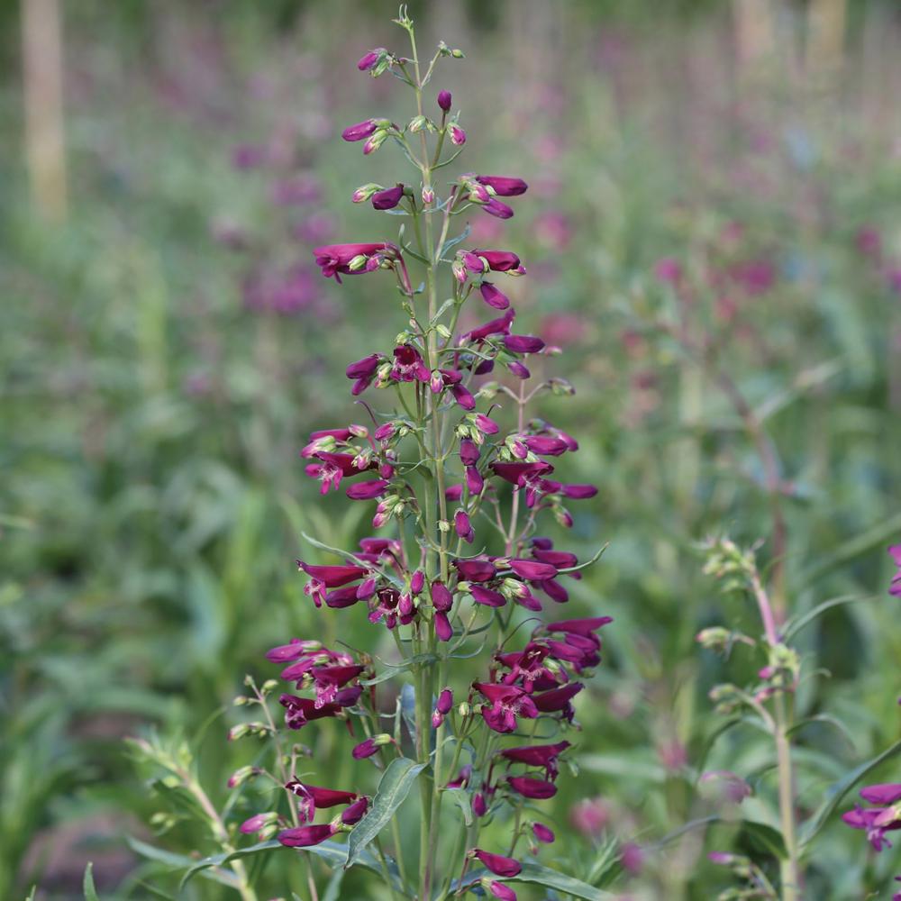 Penstemon, Twizzle Purple Packet