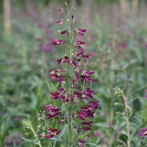 Penstemon, Twizzle Purple Packet