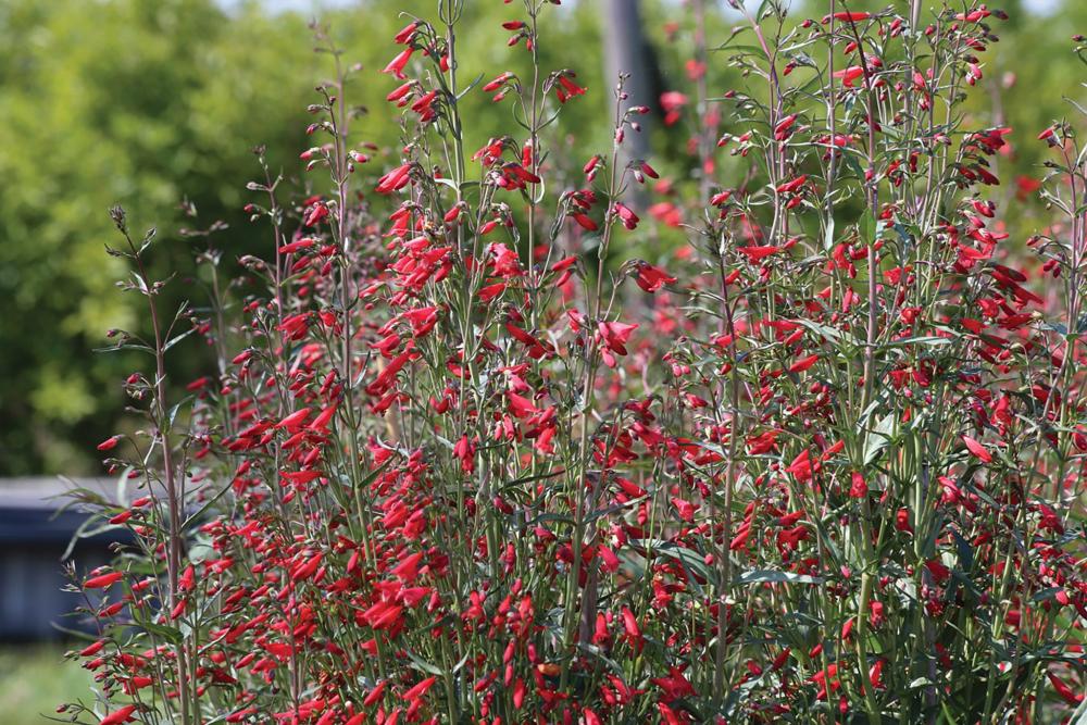 Penstemon, Twizzle Scarlet Packet
