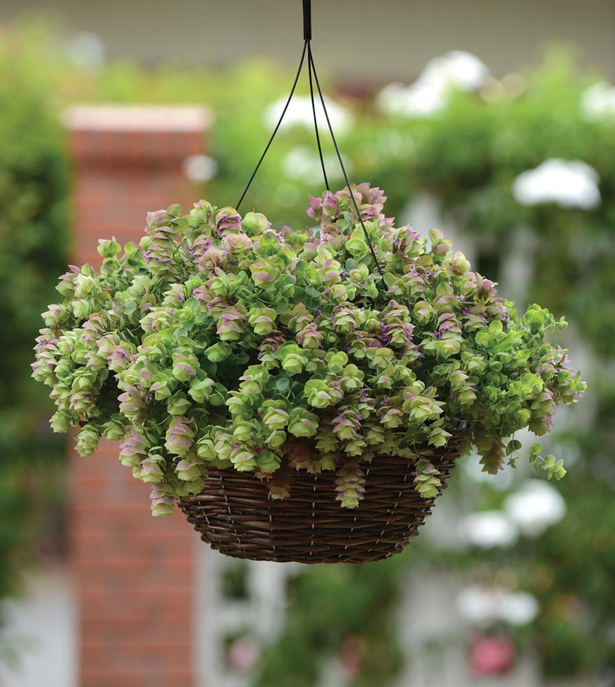 Ornamental Oregano, Kirigami Packet