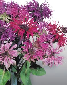 Monarda, Panorama Mix Packet