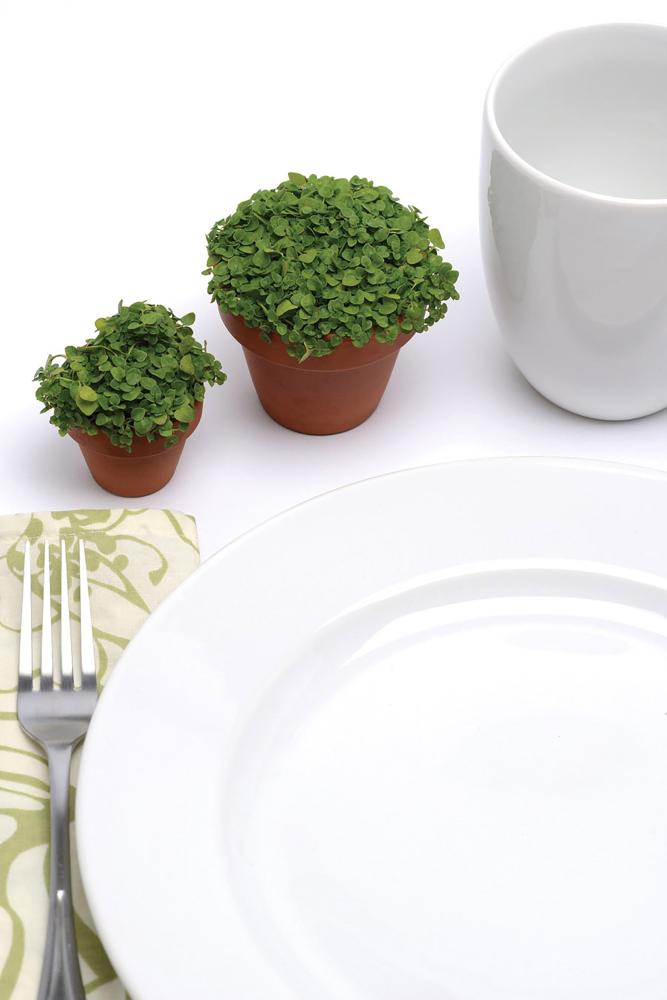 Ornamental Mint, Mini Mint Packet