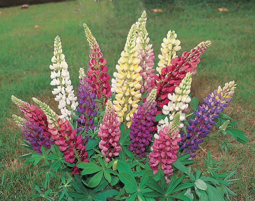 Lupins, Gallery Mix Packet