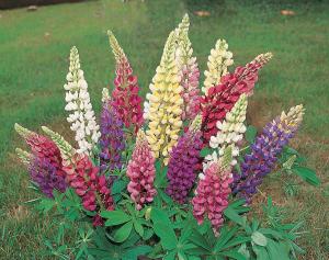 Lupins, Gallery Mix Packet
