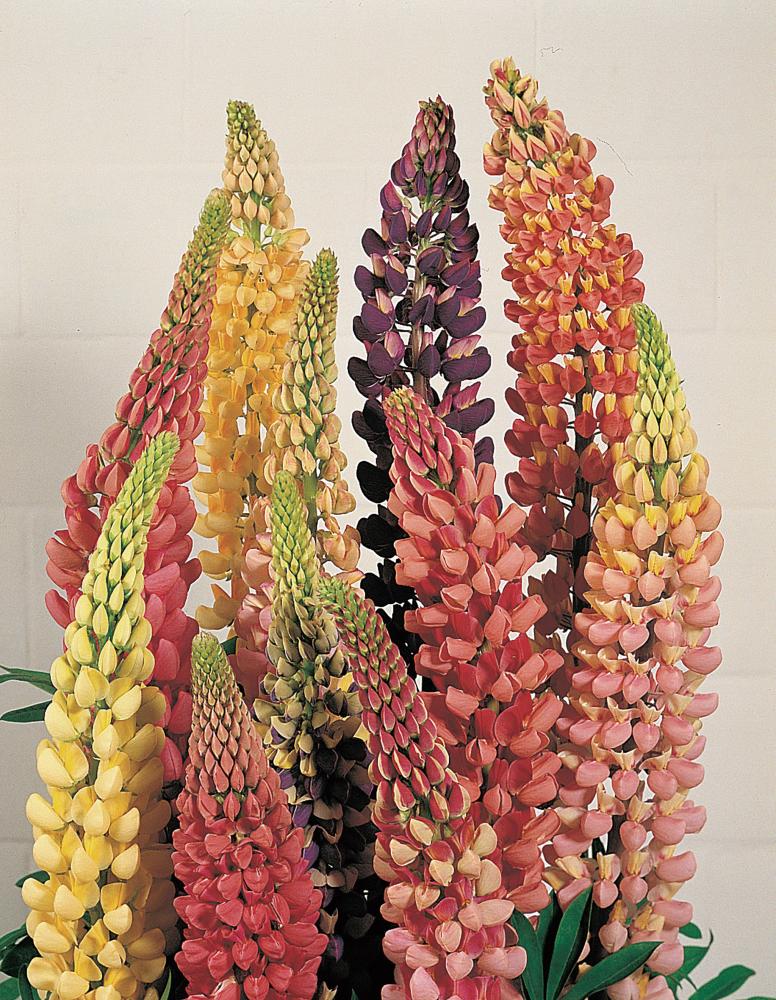 Lupins, Russell Prize Mix Packet