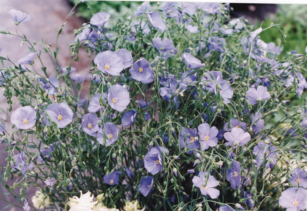 Linum, Blue Flowering Flax Packet