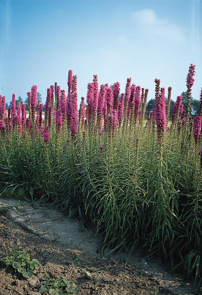 Liatris, Florist Strain Violet Packet
