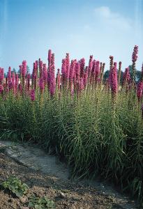 Liatris, Florist Strain Violet Packet