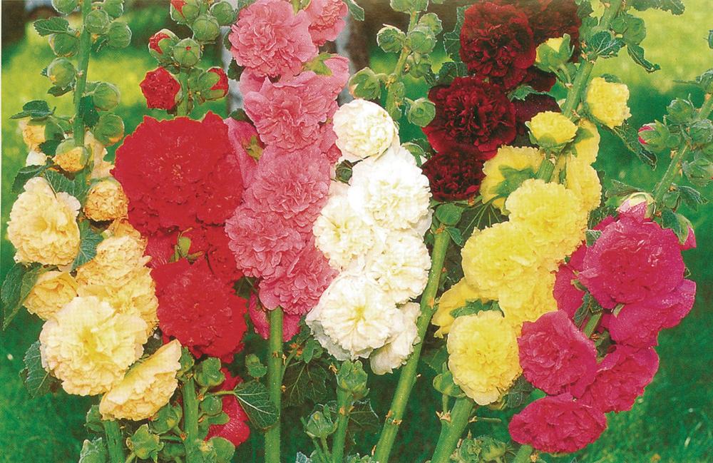Hollyhock, Chaters Formula Mix Packet