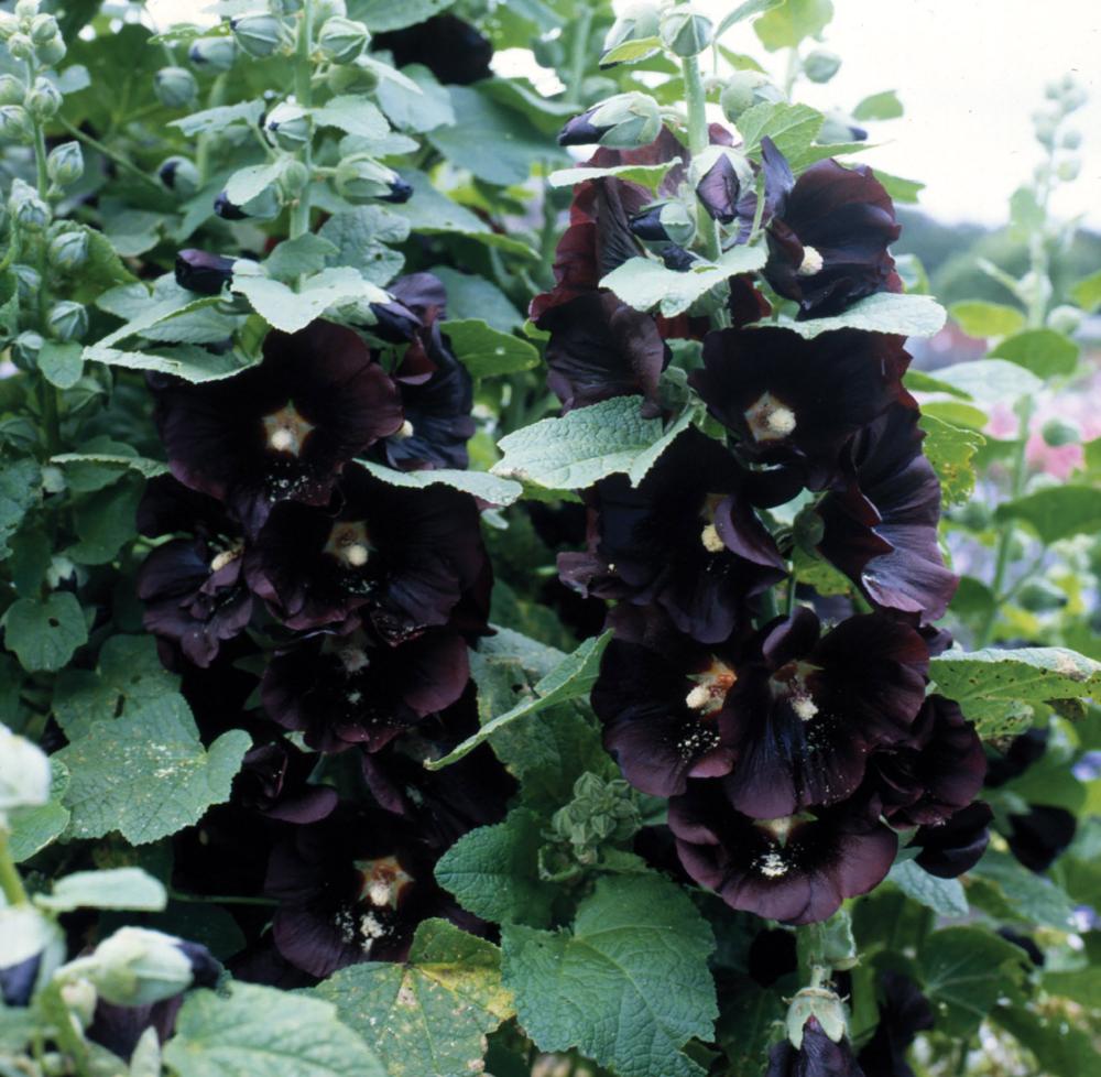 Hollyhock, Jet Black Packet