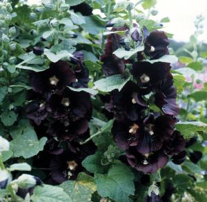 Hollyhock, Jet Black Packet