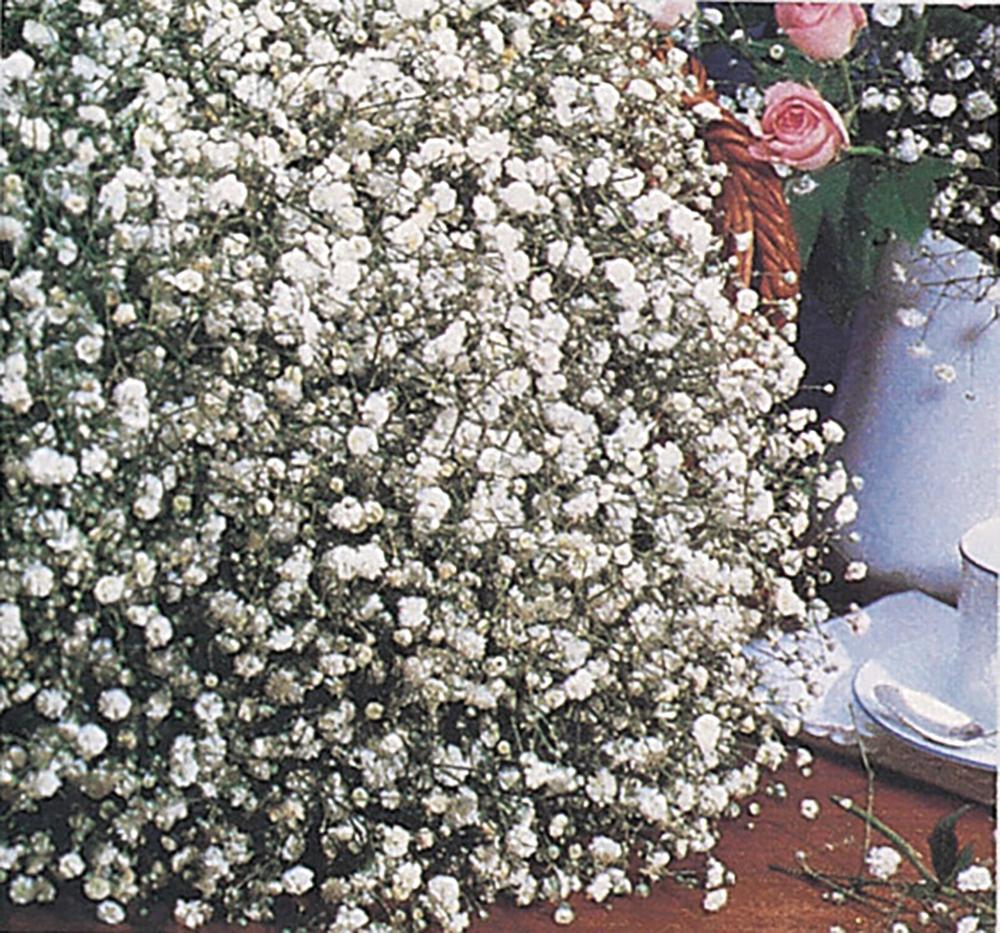 Gypsophila, Snowflake Packet