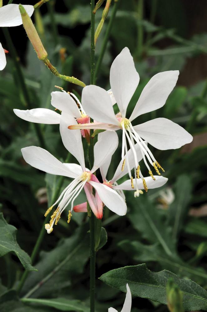 Gaura, Sparkle White Packet