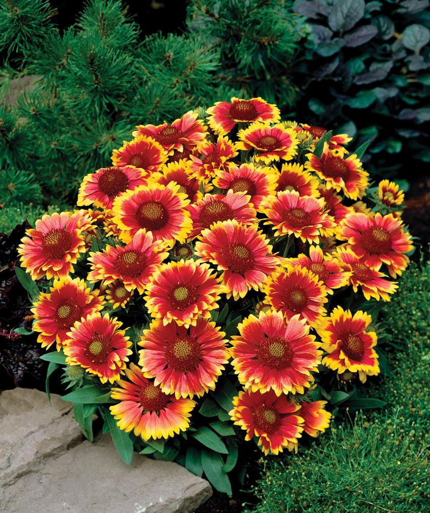 Gaillardia, Arizona Sun Packet