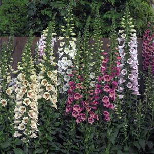 Foxglove, Camelot Mix Packet