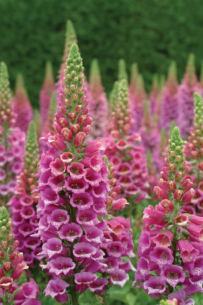 Foxglove, Candy Mountain Packet