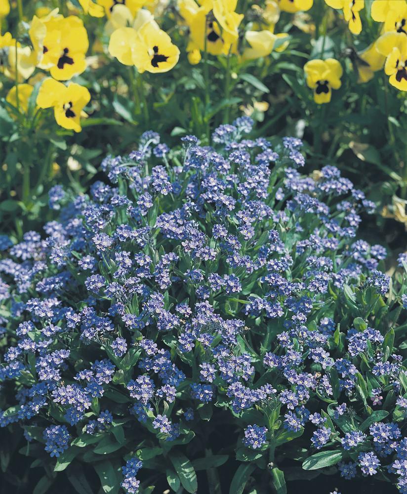 Forget-Me-Not, Indigo Blue Compact - SE Packet