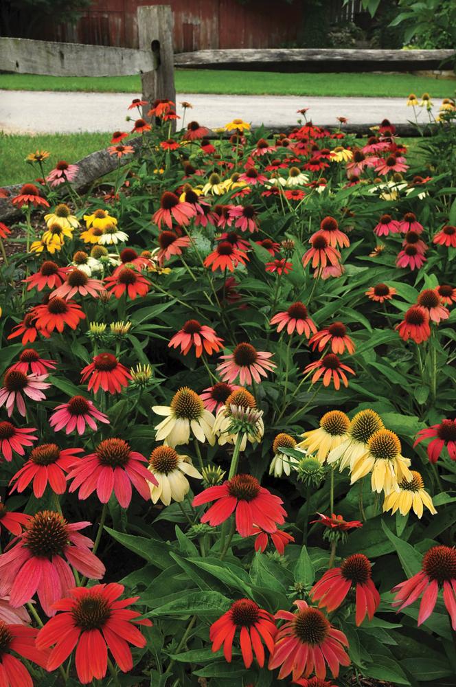 Echinacea, Cheyenne Spirit Packet