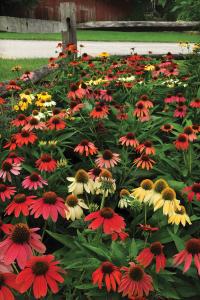 Echinacea, Cheyenne Spirit Packet