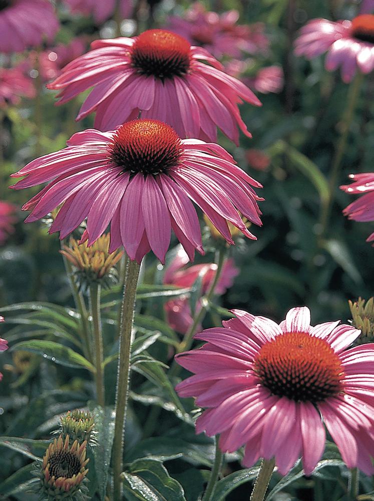 Echinacea, Primadonna Deep Rose Packet