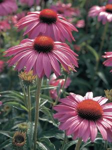 Echinacea, Primadonna Deep Rose Packet