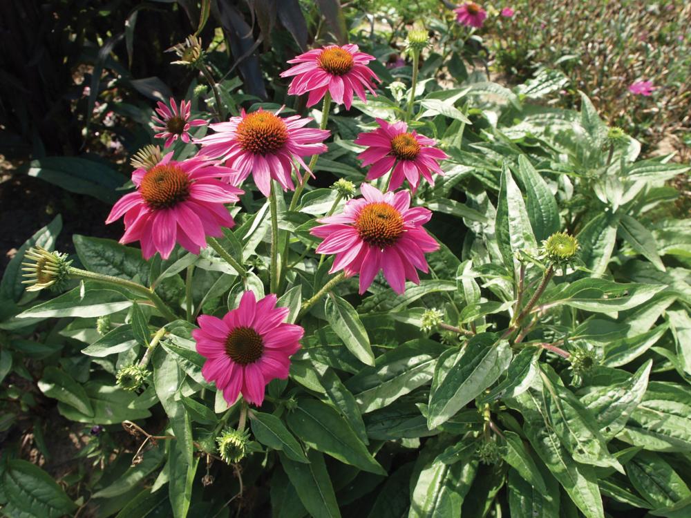 Echinacea, PowWow Wildberry Packet