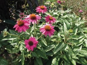 Echinacea, PowWow Wildberry Packet