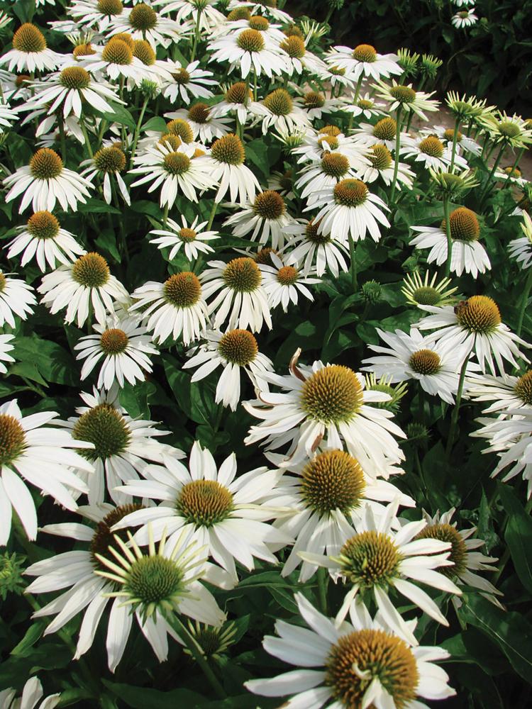 Echinacea, Feeling Blanche Packet