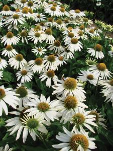 Echinacea, Feeling Blanche Packet