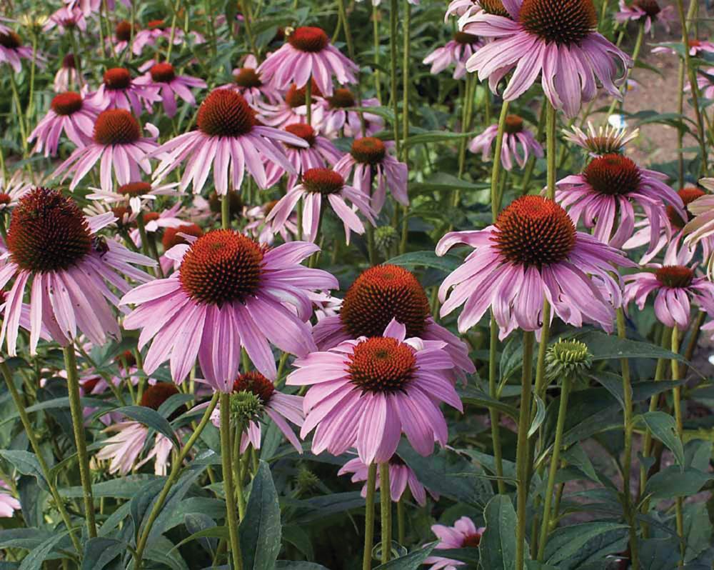 Echinacea, Purple Coneflower Packet