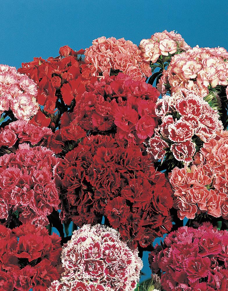Dianthus, Super Duplex Mix Packet