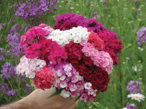 Dianthus, Etournelle Mix Packet