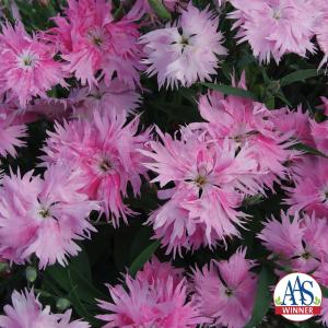 Dianthus, Supra Pink Packet