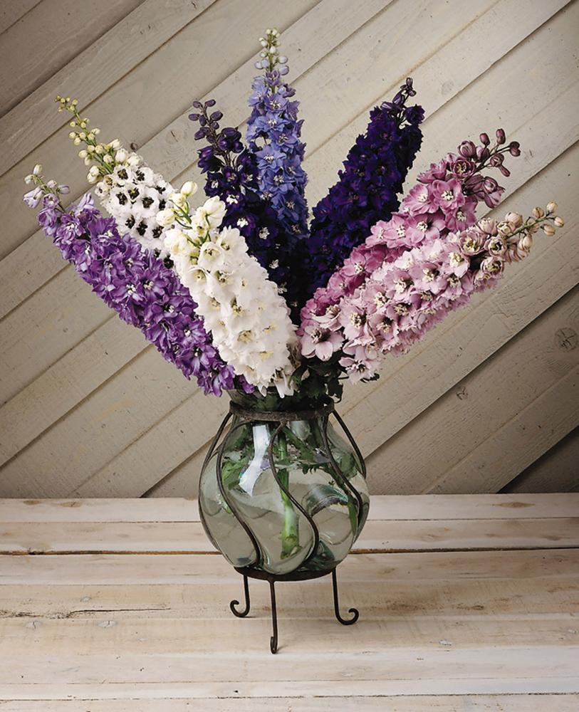 Delphinium, Magic Fountains Mix Packet