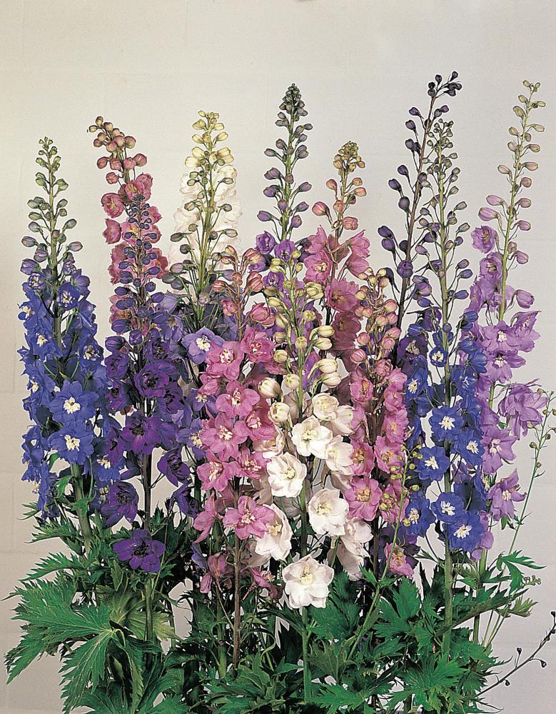 Delphinium, Benarys Pacific Giant Mix Packet