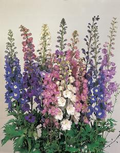 Delphinium, Benarys Pacific Giant Mix Packet