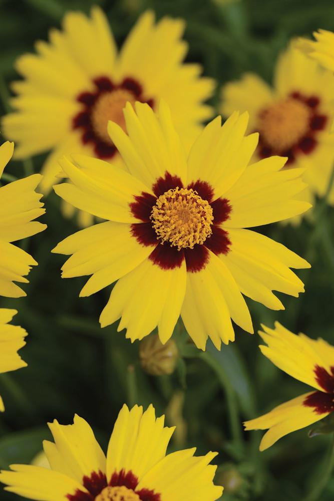 Coreopsis, SunKiss Packet