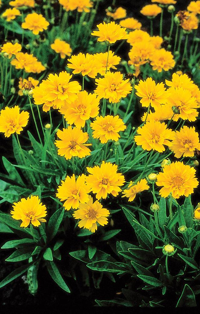 Coreopsis, Early Sunrise Packet