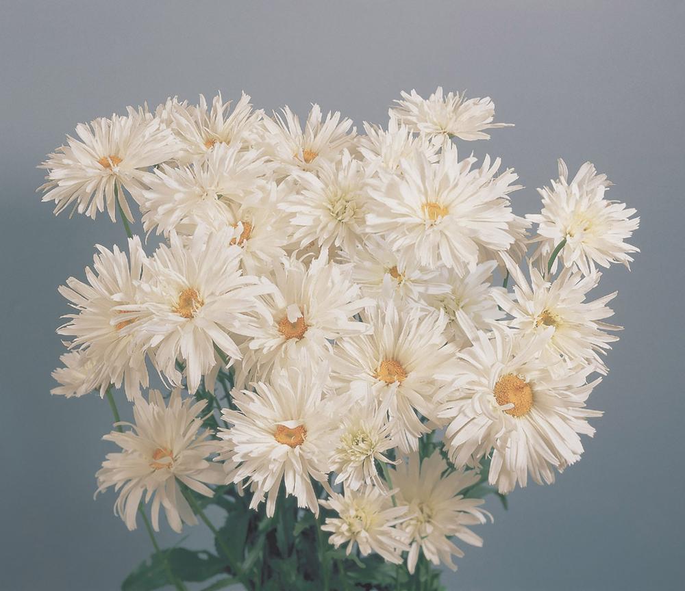 Chrysanthemum, Crazy Daisy Packet
