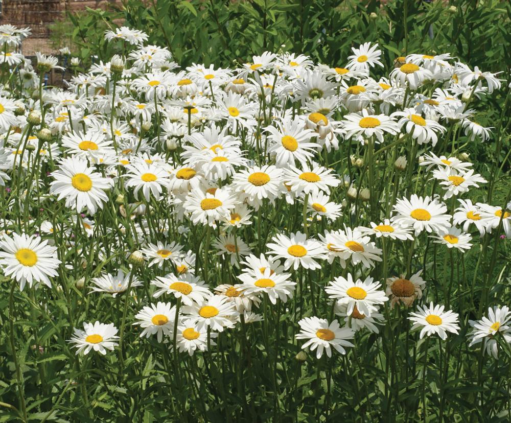 Chrysanthemum, Alaska Packet