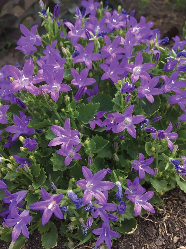 Campanula, Clockwise Blue Packet