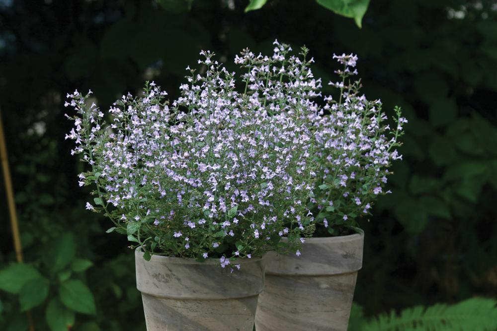 Calamintha, Marvelette Blue Packet