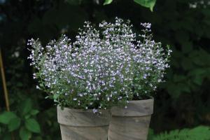 Calamintha, Marvelette Blue Packet