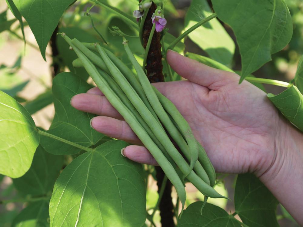 Beans, Emerite Packet