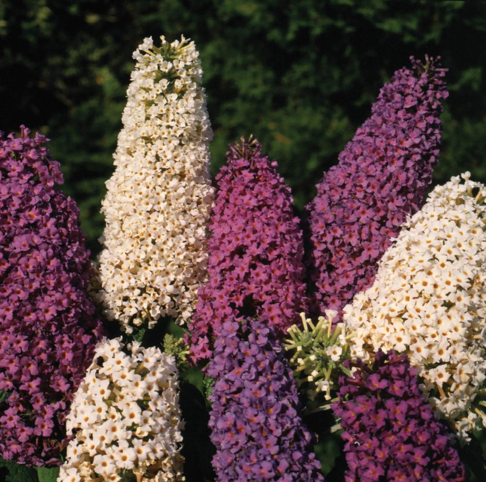 Buddleja, Butterfly Hybrids Packet