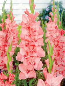 Gladioli, New Release 10 bulbs