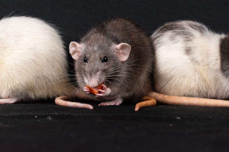 Mice