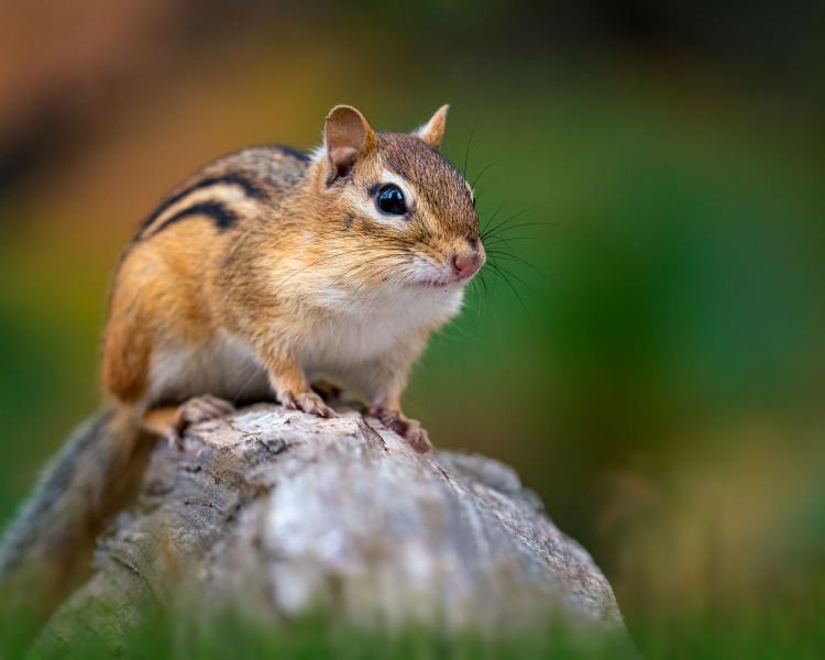 Chipmunks